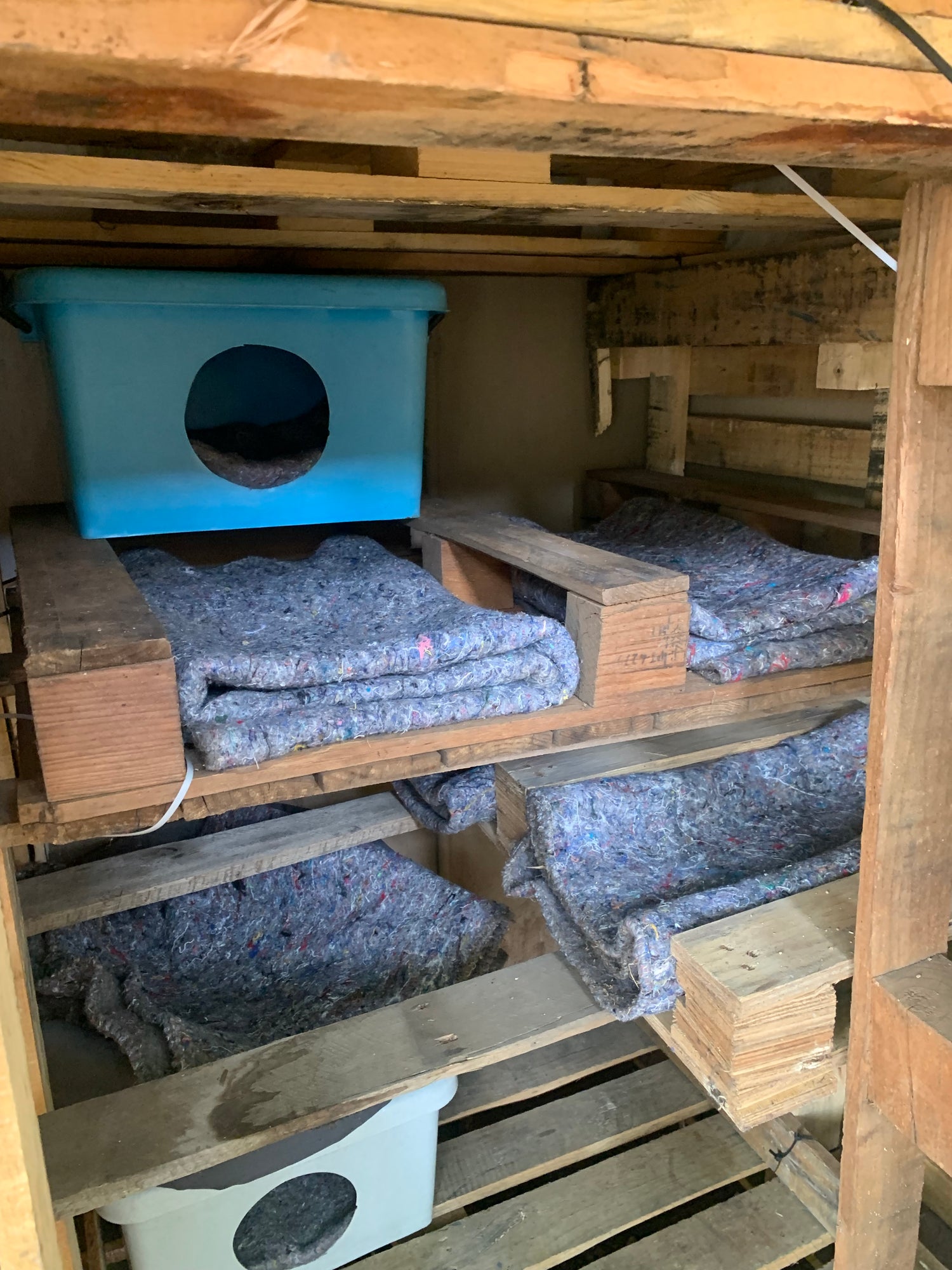 Inside view of a feral cat shelter made from repurposed wood and plastic crates, with food and bedding