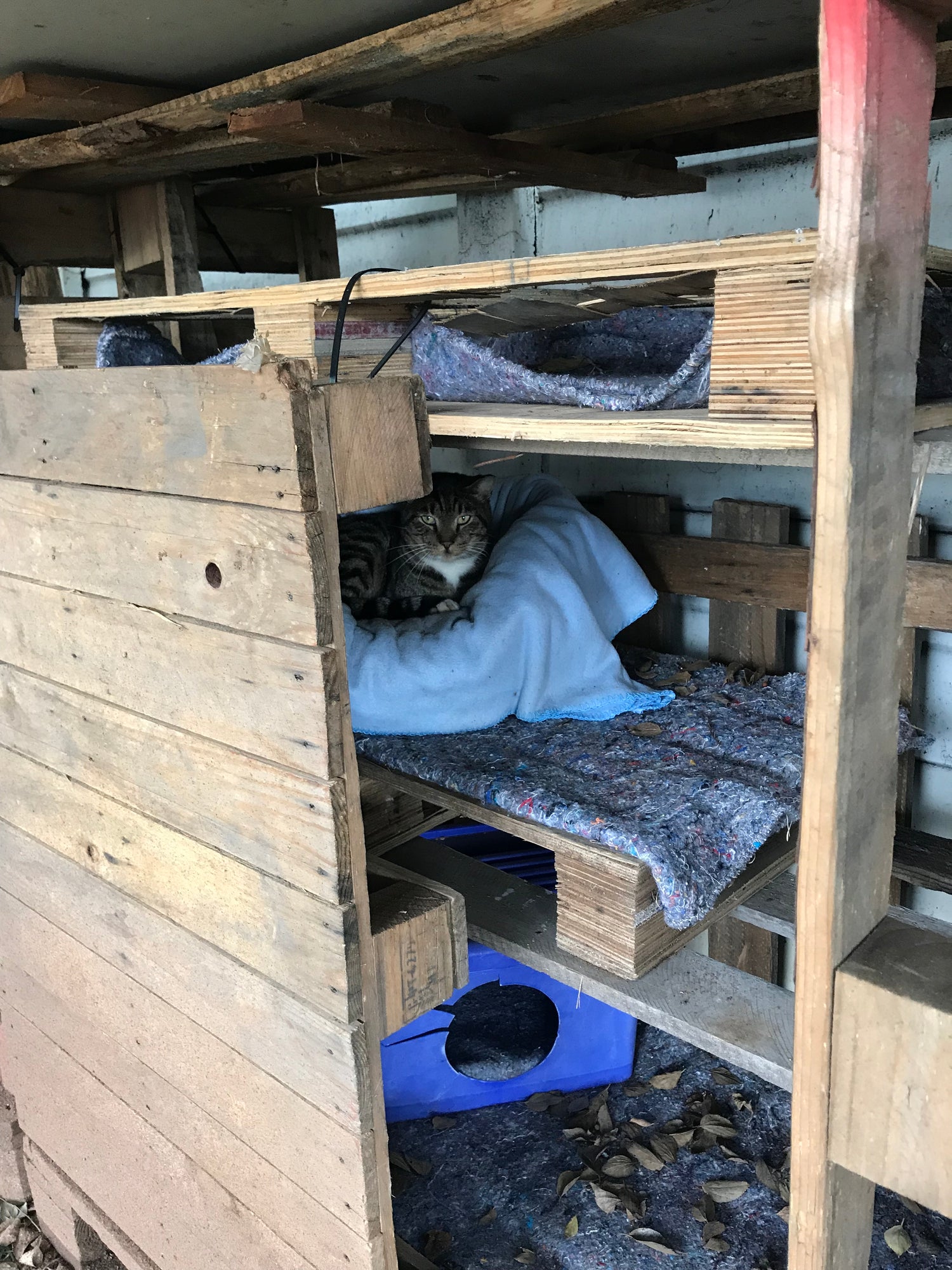 Feral cat curled up in a handmade wooden shelter built from reclaimed materials in Johannesburg